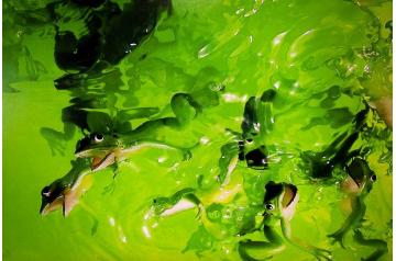 Martin Walde, Hoky  [ SAV26 ]