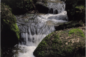Franz Hubmann, Bach bei Rappottenstein [Charity Rotary Kunstauktion 2025]