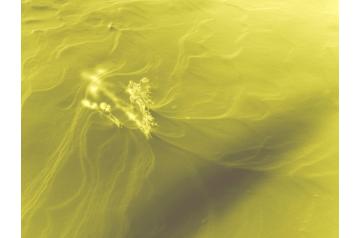 [YAA25] LOT44: Dalmonia Rognean, In the outskirts of a large forest (18)