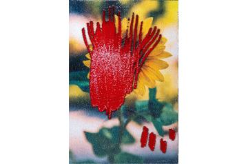 Sebastian Quast, Sonnenblume (Sommer) reserviert