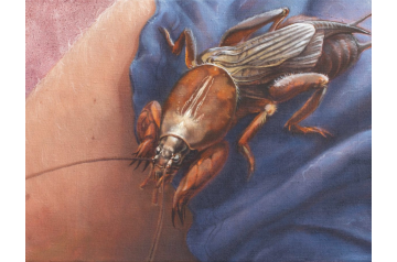 Katharina Biser, Maulwurfsgrille